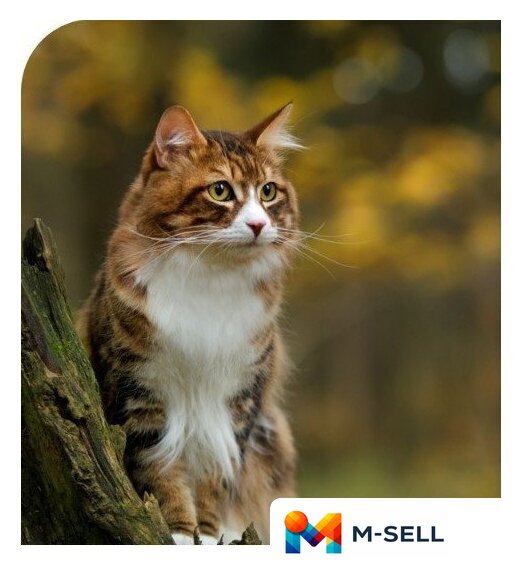 Сухой корм для кошек Spectrum Low Grain Sterilised Adult with Salmon, Anchovy & Cranberry (для стерилизованных с лососем, анчоусом и клюквой) 12 кг - Изображение №2 — Мульти e-магазин M-SELL