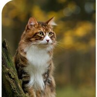 Сухой корм для кошек Spectrum Low Grain Sterilised Adult with Salmon, Anchovy & Cranberry (для стерилизованных с лососем, анчоусом и клюквой) 12 кг - Превью изображения №2 — Мульти e-магазин M-SELL